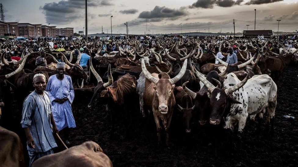 Пастухи вместе со своими коровами ждут покупателей на рынке крупного рогатого скота Кара в Лагосе, Нигерия, 10 апреля 2019 года. - Рынок крупного рогатого скота Кара в Агеге, Лагос, является одним из крупнейших в Западной Африке, куда еженедельно поступают тысячи коров из-за массового потребления мясо в районе Лагуша.