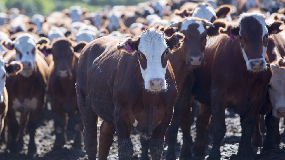 En América Latina, el 20% de la carne producida no se consume. Granja de ganadería intensiva en Uruguay