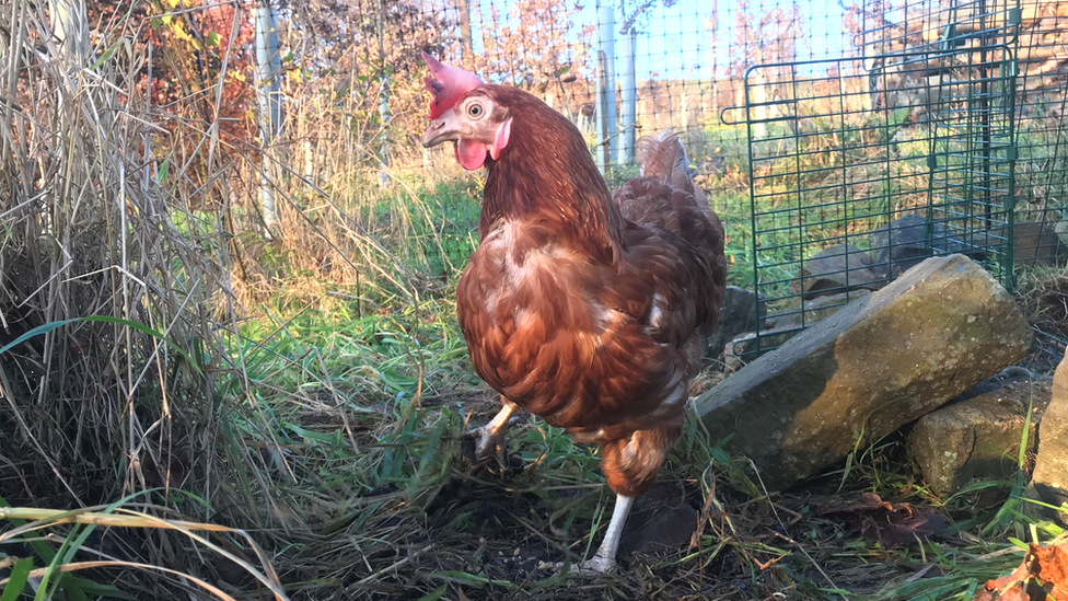 鳥類の進化 ウグイスからダチョウまで 秘密はゲノムにあり c Science Nov 11 ヒロシのworld News