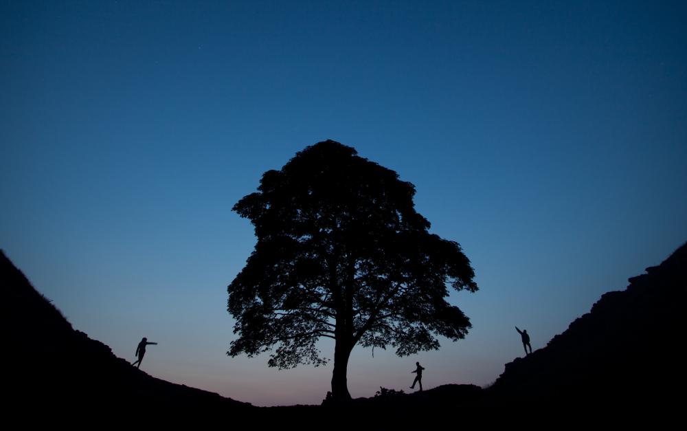 People walking along Hadrian's Wall next to the tree at Sycamore Gap in Northumberland at dusk