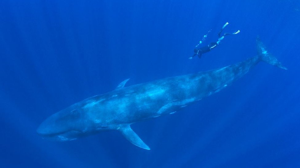 Amos Nachoum swimming with a blue whale