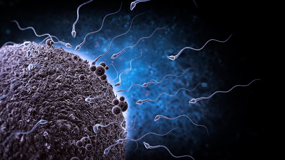 Иллюстрация, показывающая, как сперма плывет к яйцеклетке
