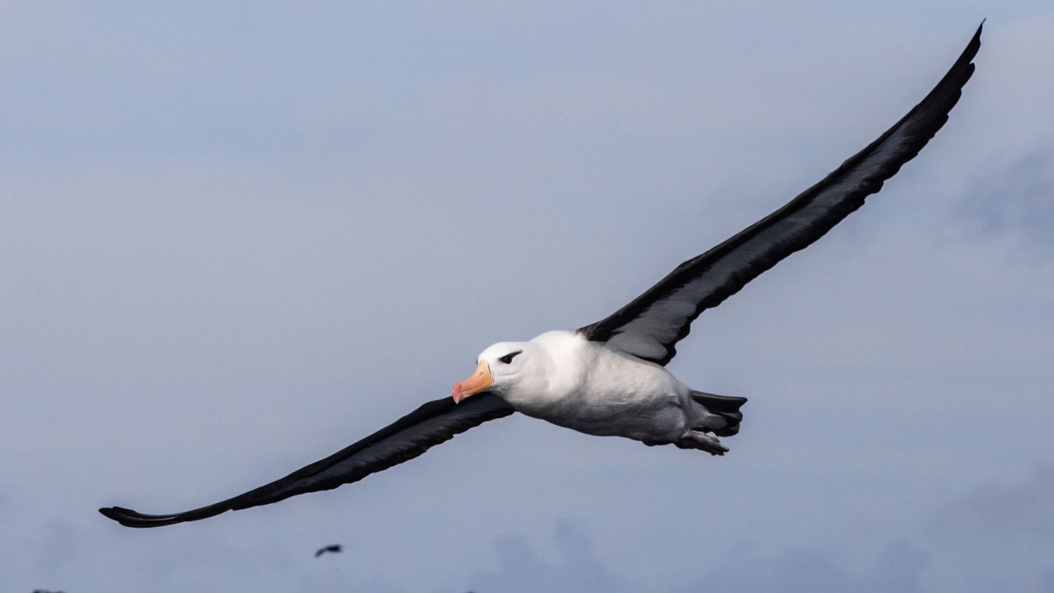 (仮)Albatrus ‎– Albatrus Saving South Africa's threatened albatross from lethal fishing lines