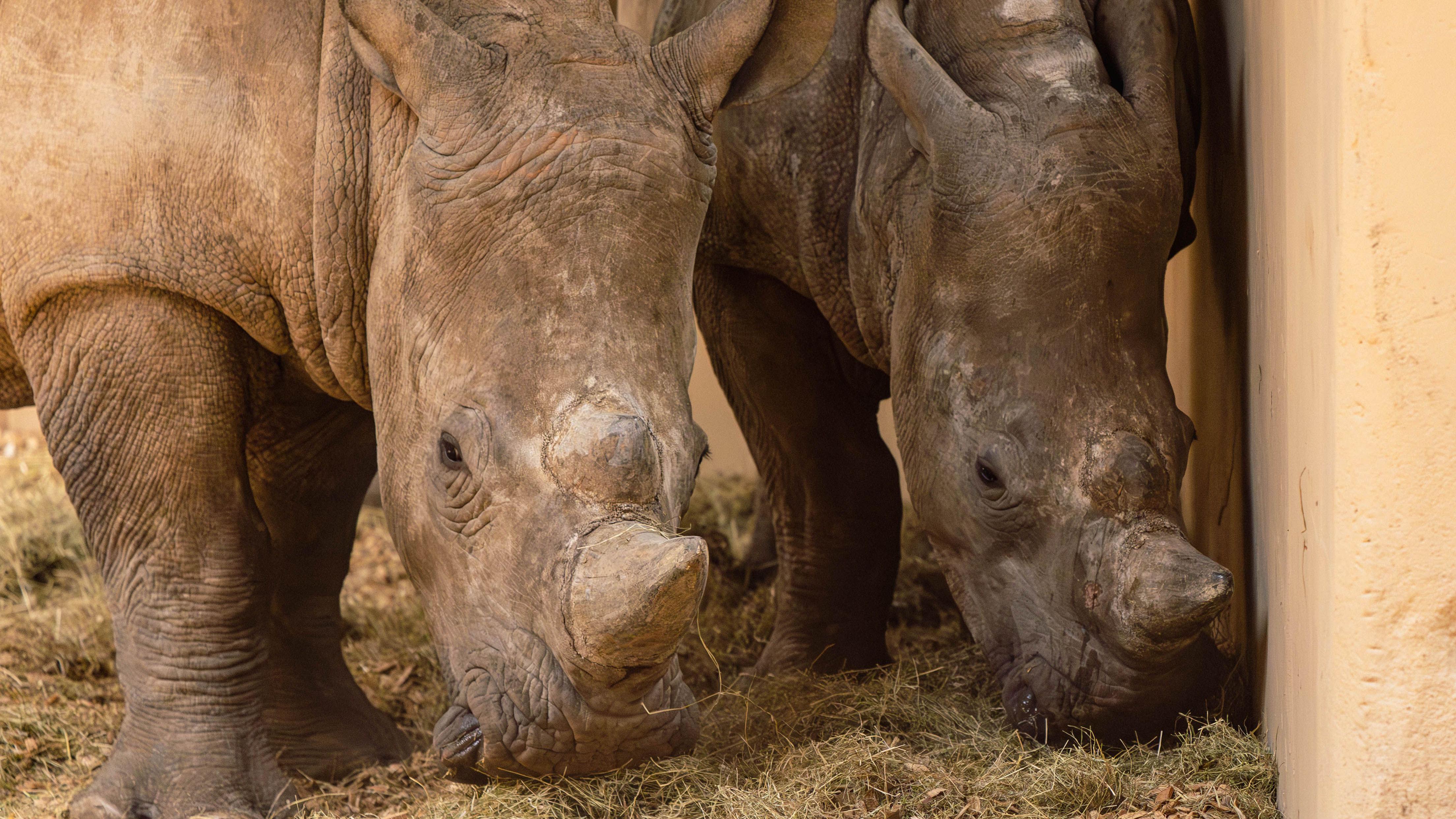 Excitement' as southern white rhinos arrive at Paignton Zoo