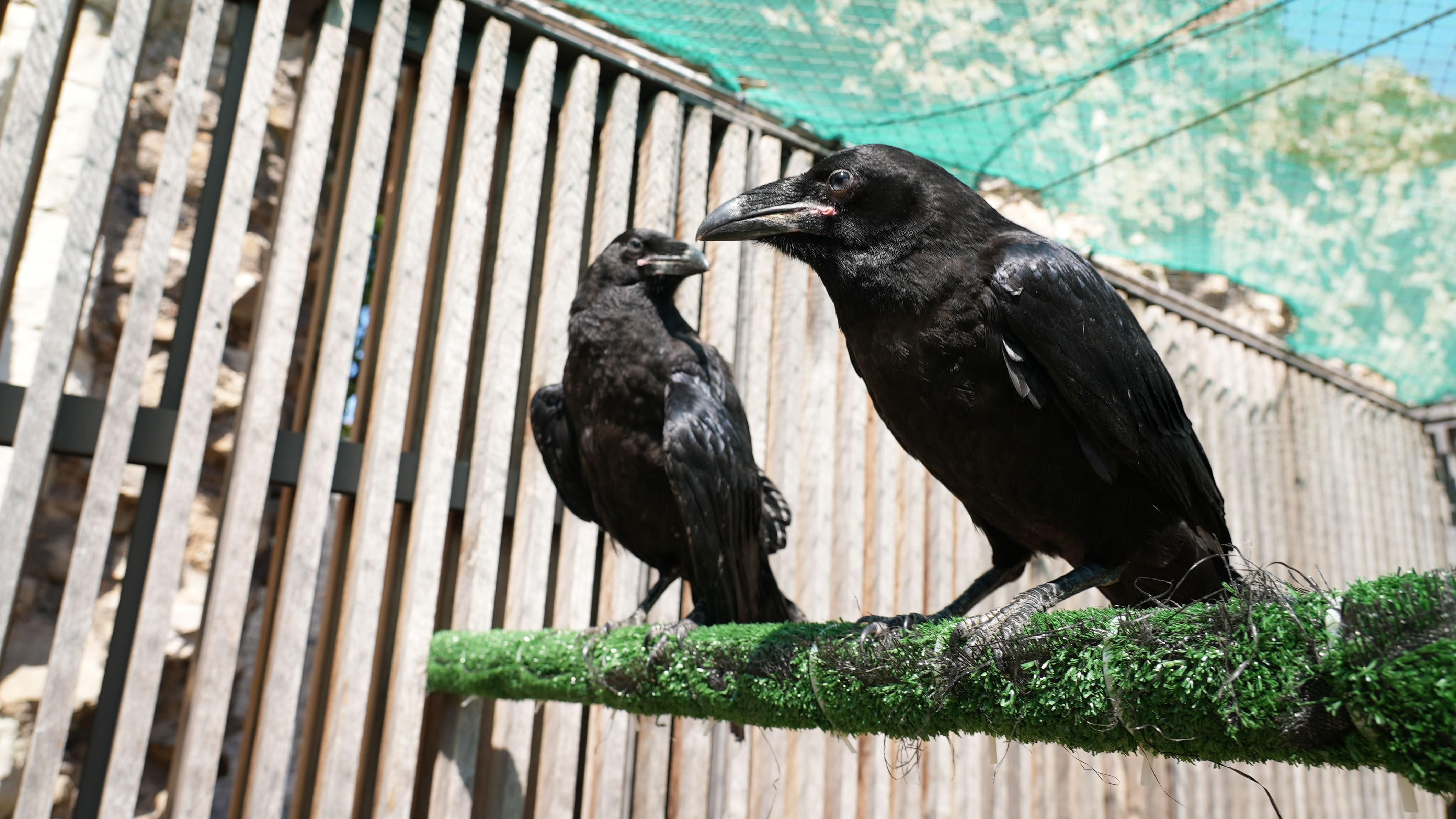 Tower of London: Two new raven chicks move into their new home