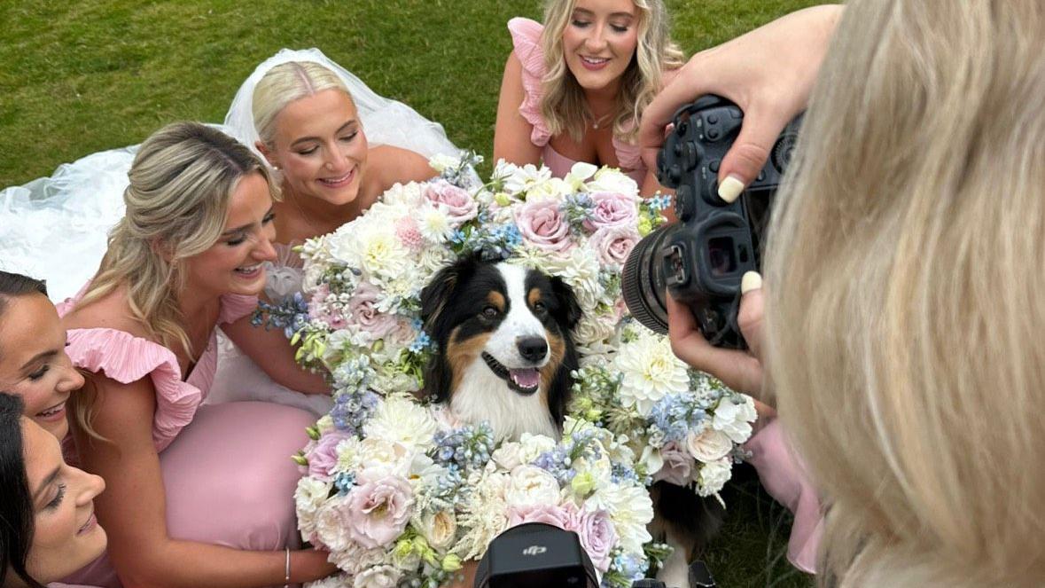 Dog weddings: The pooches playing a starring role