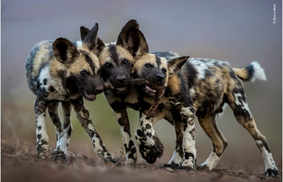 divlji afrički psi