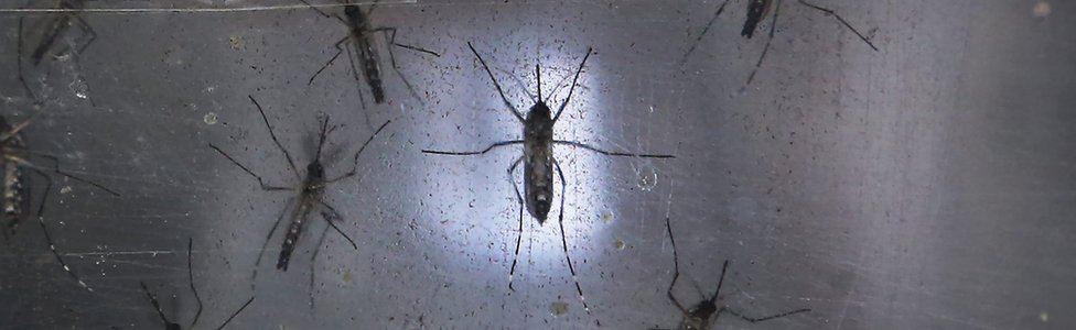 Комары Aedes aegypti замечены в лаборатории института Fiocruz 26 января 2016 г.