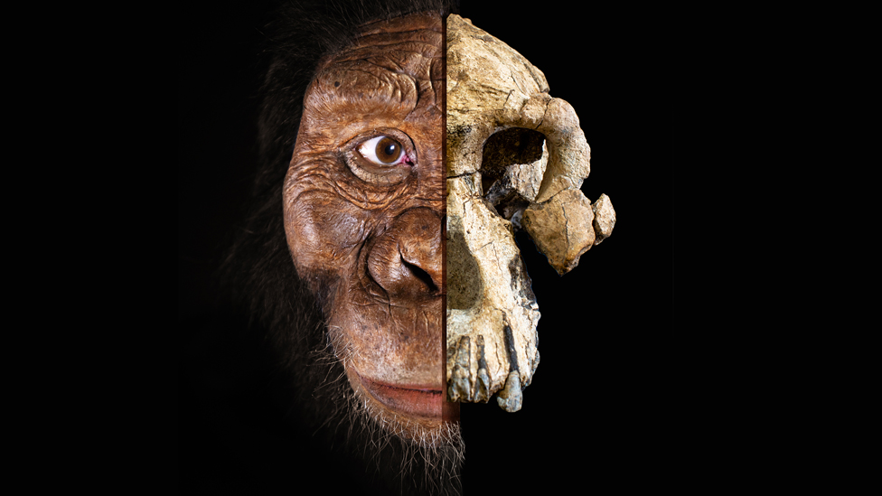 Composite of Australopithecus anamensis skull and face
