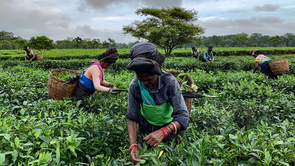 Assam çay tarlalarıyla ünlü.