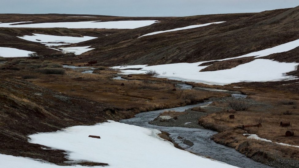 Гнездятся кулики на арктических болотах России (c) WWT