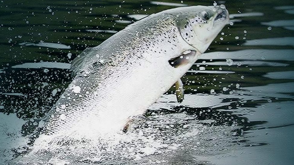 Salmon Scotland on X: THE SCOTTISH SALMON FARMING SCANDAL: https