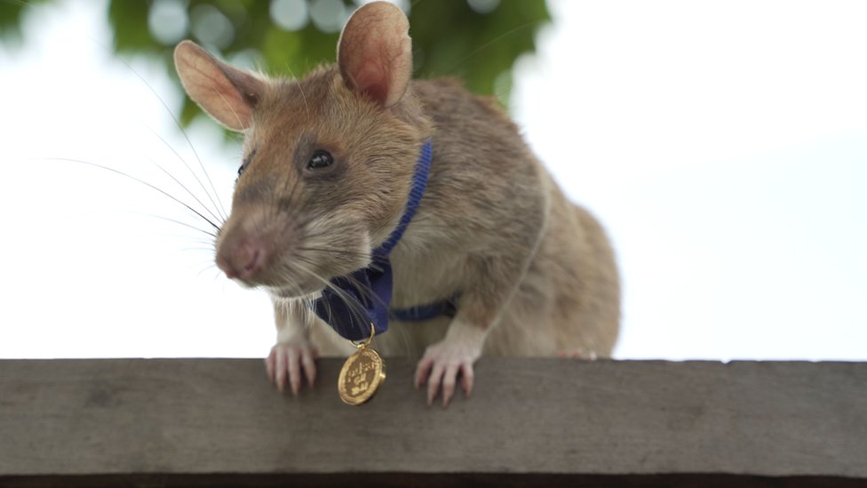 Magawa the mine-detecting rat wins PDSA Gold Medal - BBC News