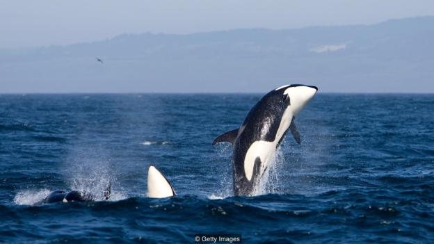 paus orca