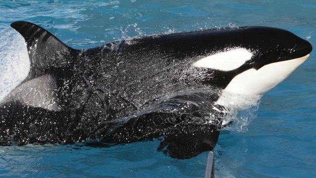 A killer whale performs at SeaWorld