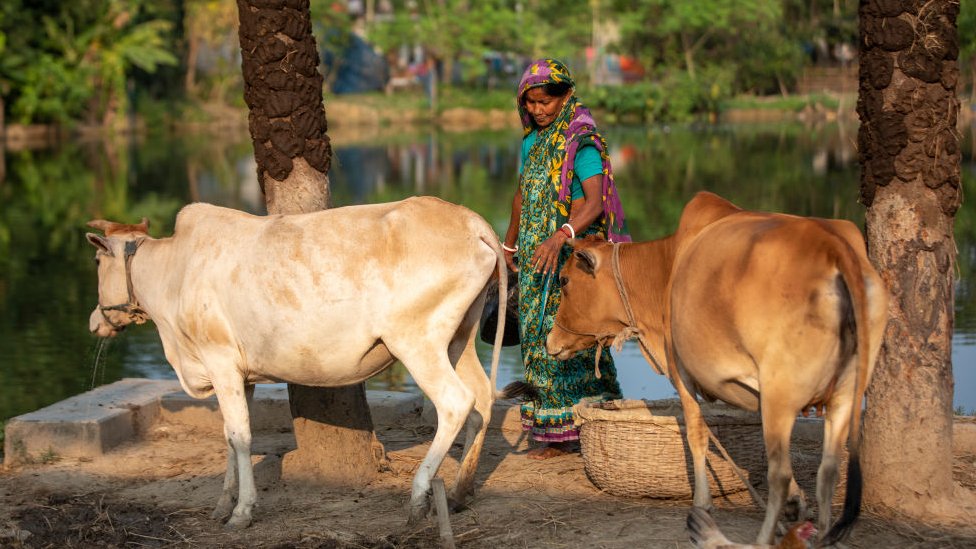 امرأة وأبقارها في بنغلادش. أكتوبر 2021