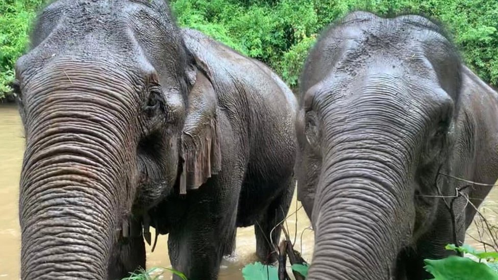 Coronavirus: Thai elephants face starvation as tourism collapses