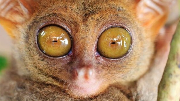 Animals with 'night vision goggles' - BBC News