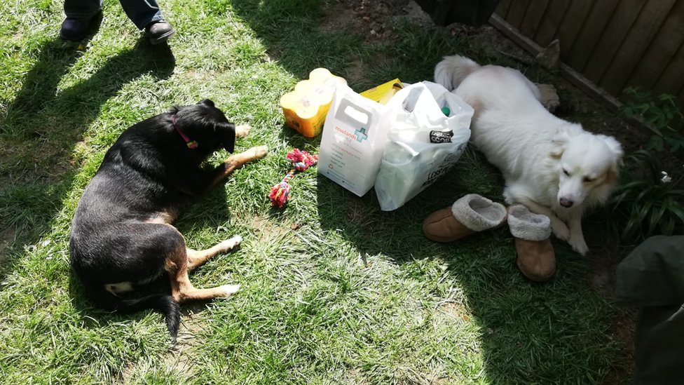 Собаки в саду
