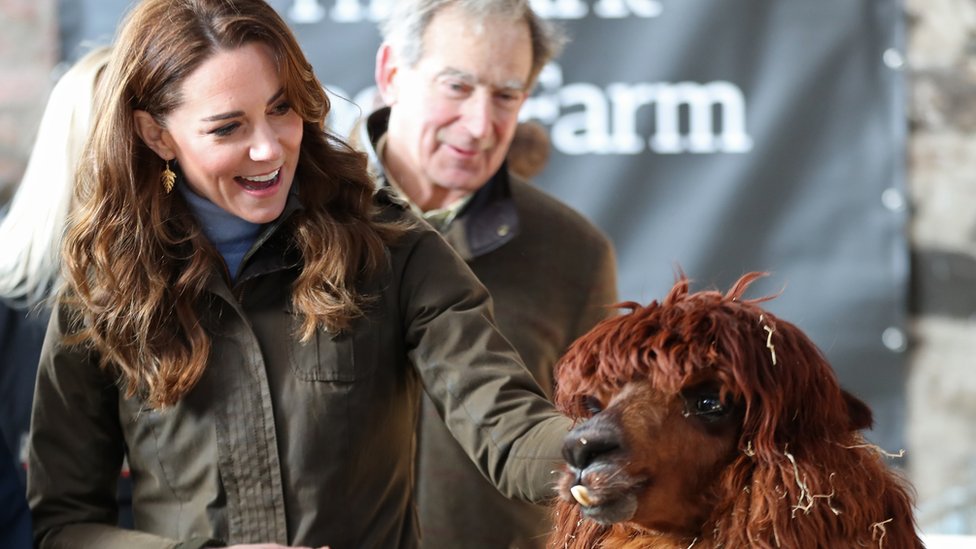 Герцогиня Кембриджская с альпакой во время посещения фермы