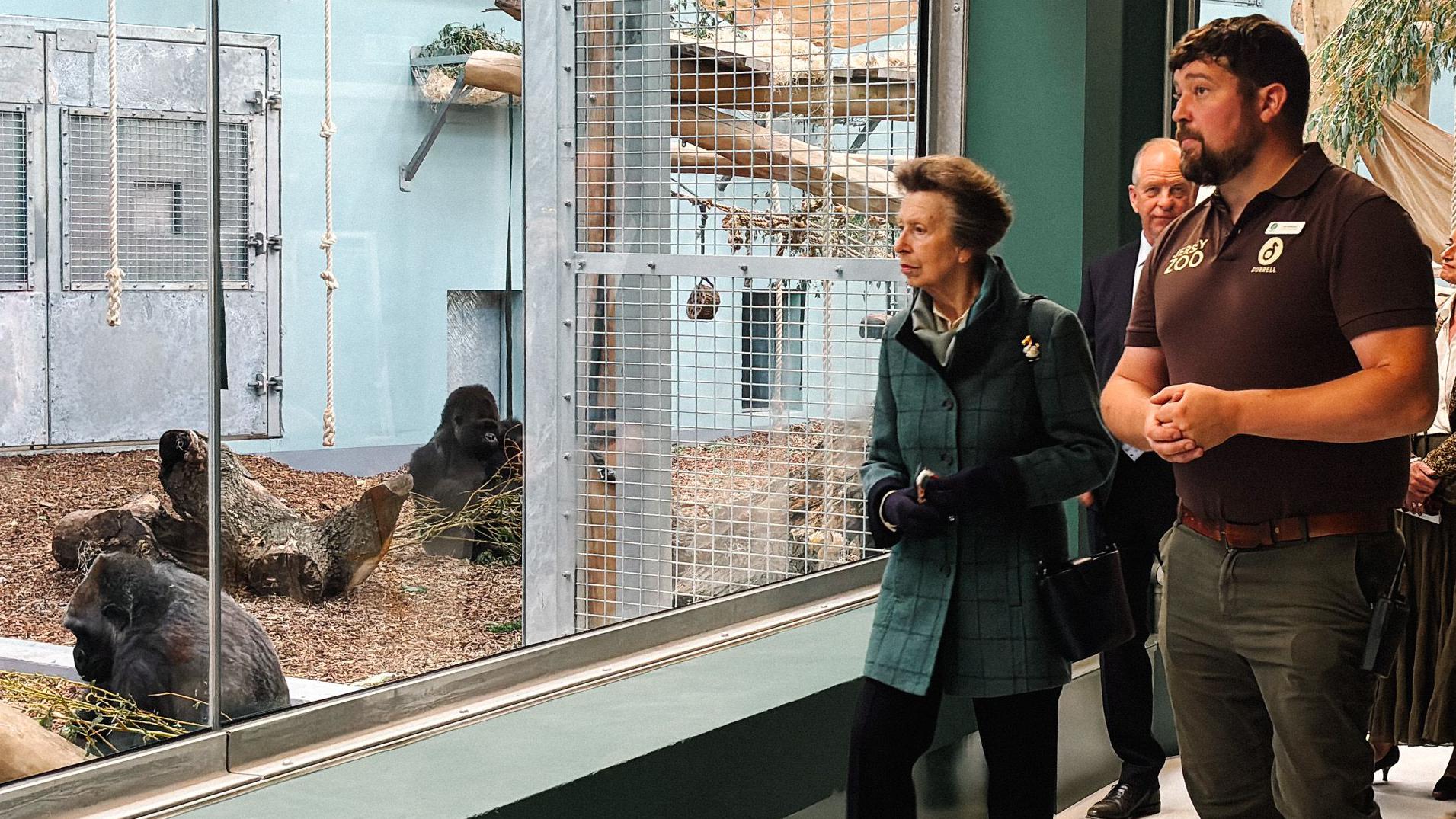 Jersey Zoo gorillas explore new home after Princess Anne visit