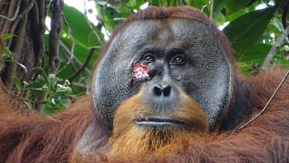 Wild orangutan seen healing his wound with a plant