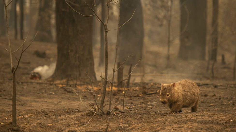 Вомбат ищет пищу в пострадавшем от лесных пожаров месте в Долине Кенгуру в январе 2020 года