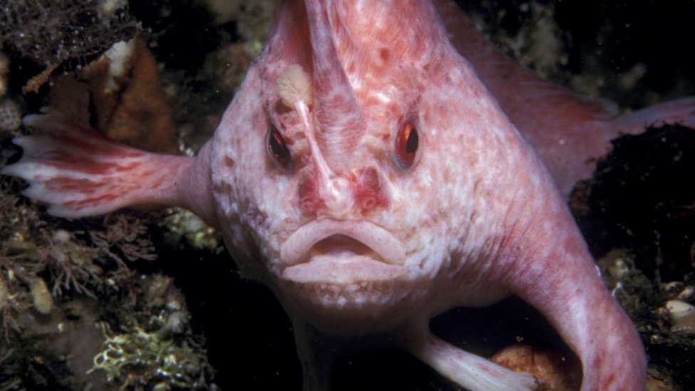 Rare pink handfish spotted in Australia for first time in decades