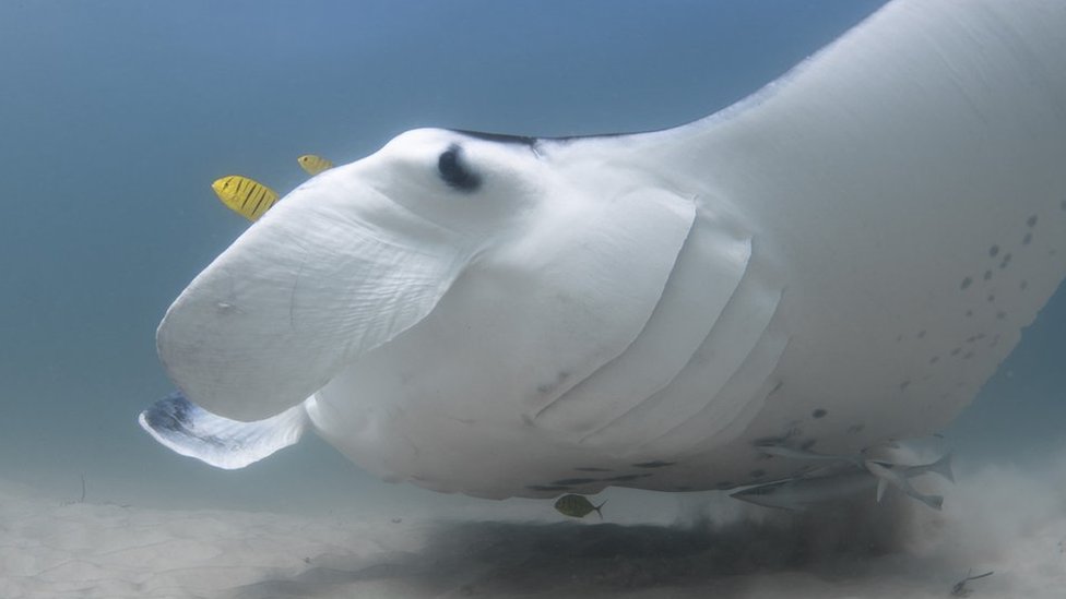 diver removes fish hooks from manta ray Freckles the manta ray 'doing well' after being freed from hooks