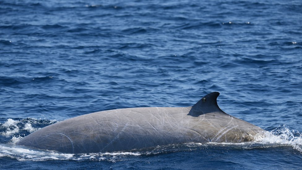 клювый кит