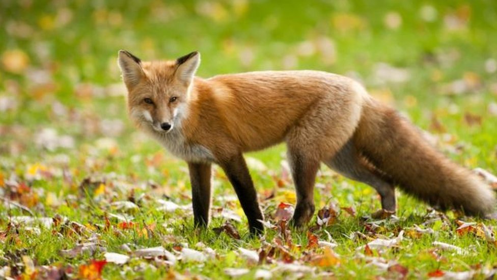 red fox hunting jacket