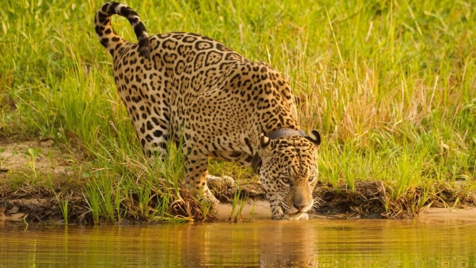 Instituto de onça da novela Pantanal abriga felinos vítimas de incêndios e violência