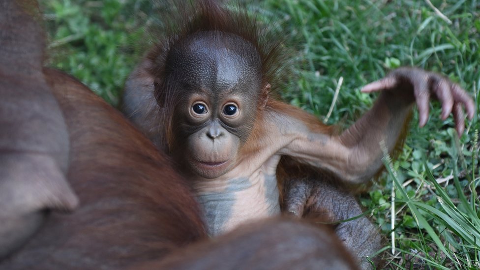 palm oil orangutans burn