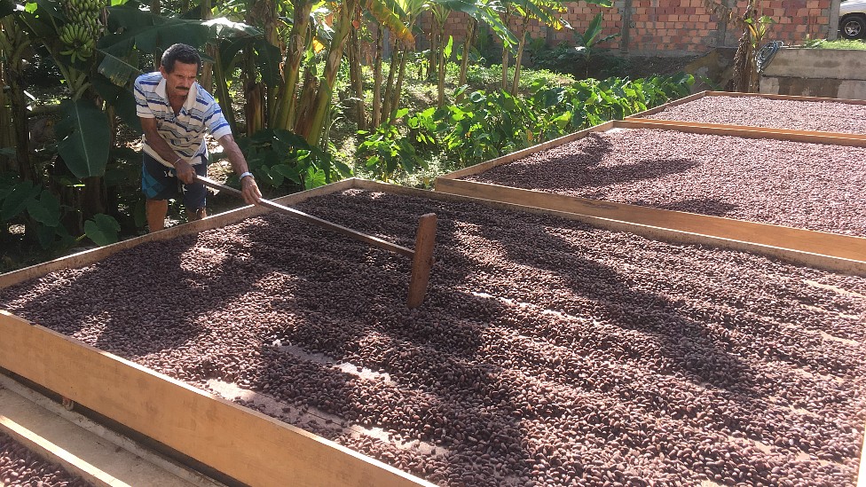 Un hombre secando al sol cacao criollo