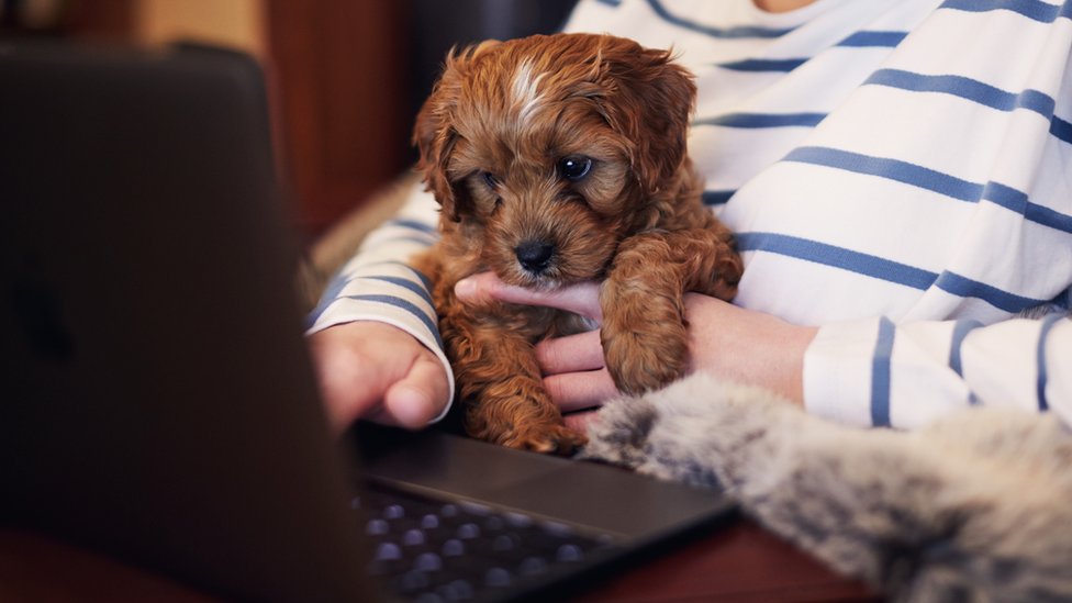 Pets' names used as passwords by millions, study finds - BBC News
