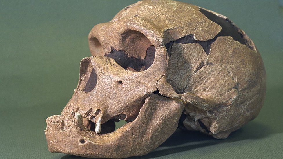 Cráneo de homo neandertal en Marsella.