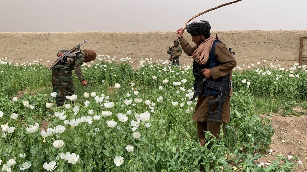 Cultivos de adormidera en flor son destruidos por las autoridades afganas en marzo de 2023