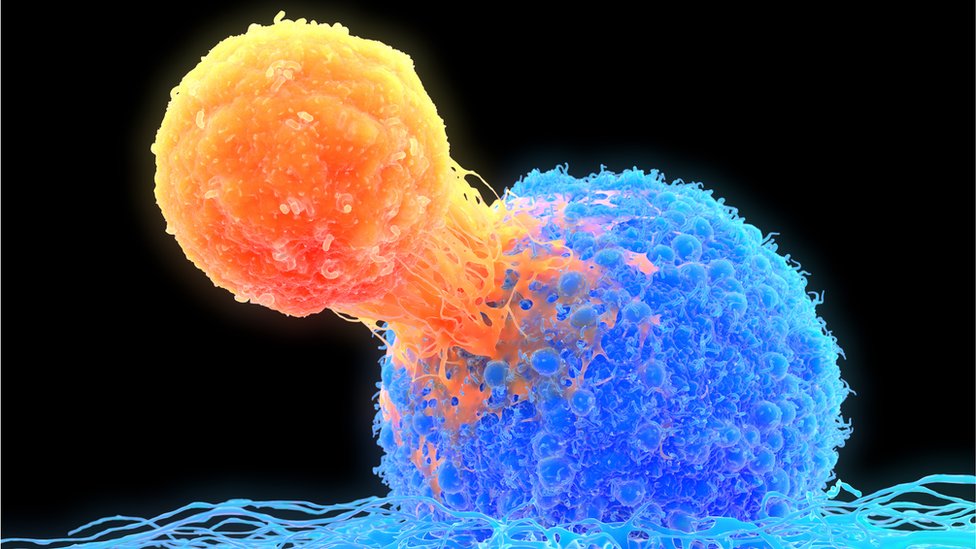 An illustration showing a T cell attacking a cancer cell