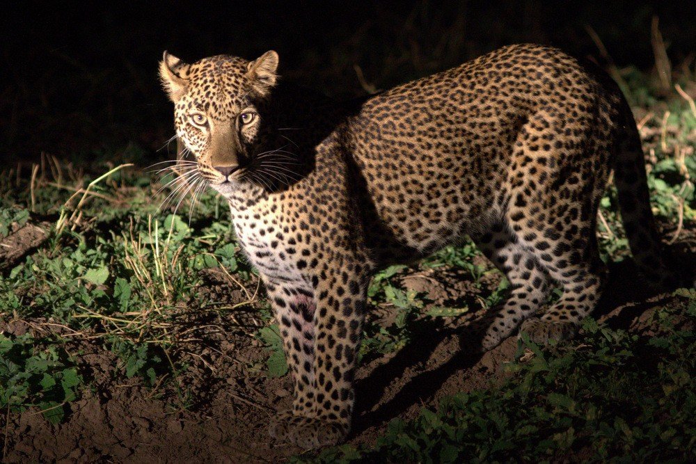 Leopard at night