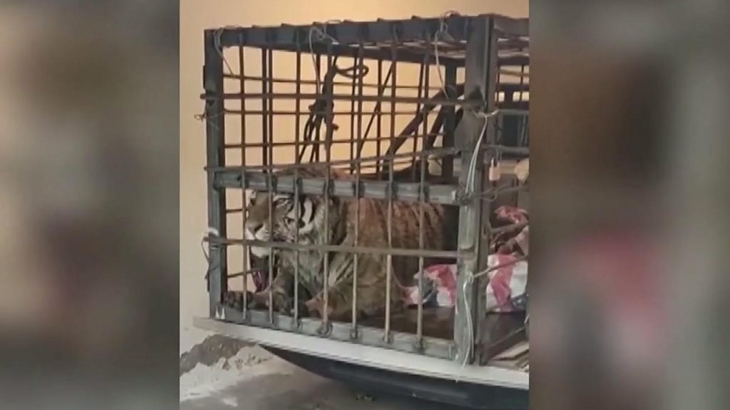 Siberian tiger roams around Chinese village