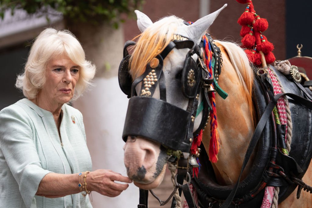 Camila pets a horse during her visit to Cairo.  Egypt November 2021