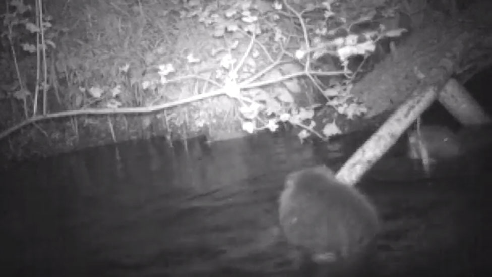 Numbers of illegal beavers near Beauly still unknown - BBC News