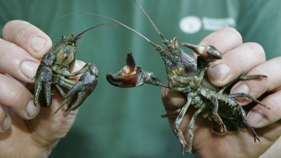 Environment Agency: 'Invasive disease kills UK crayfish' - BBC News
