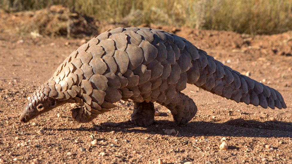 Pangolin in the wild