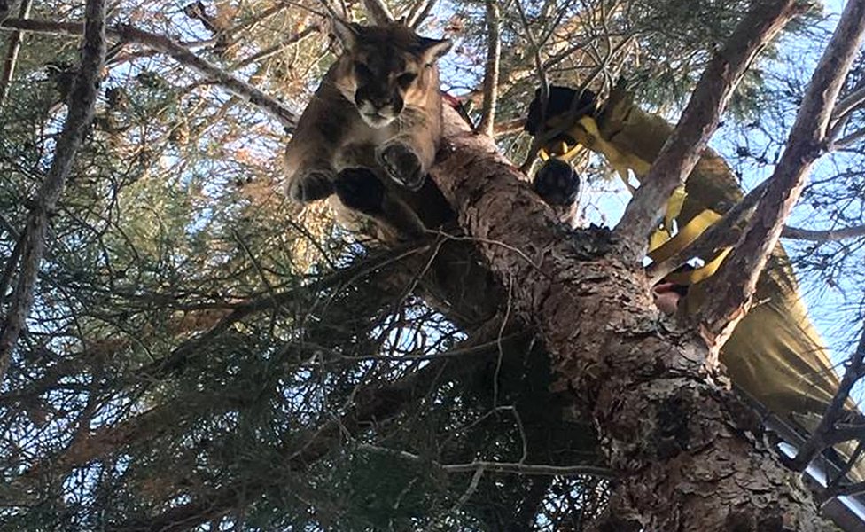 The mountain lion was rescued by firefighters using a ladder