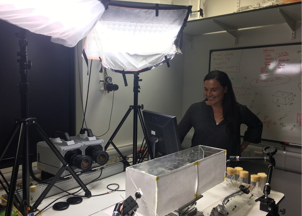 Paloma Gonzales-Bellido utiliza una caja especial de filmación para estudiar a sus moscas. Paloma Gonzales-Bellido
