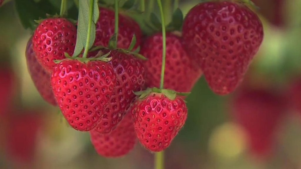 Strawberry fields forever Think again