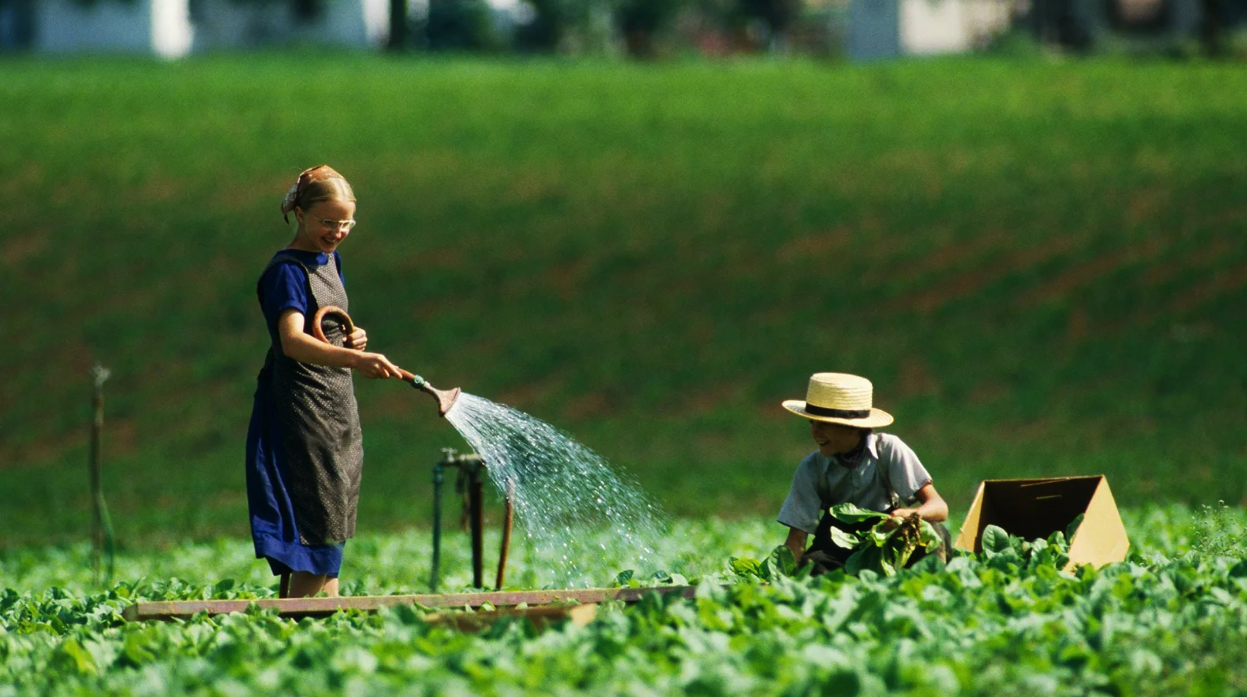 Crianças amish criadas em fazendas tradicionais sofrem incidência particularmente baixa de alergias