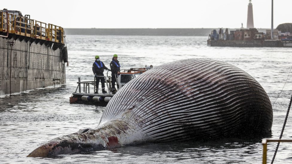 Image shows Italian coastguards removing the specimen of the whale