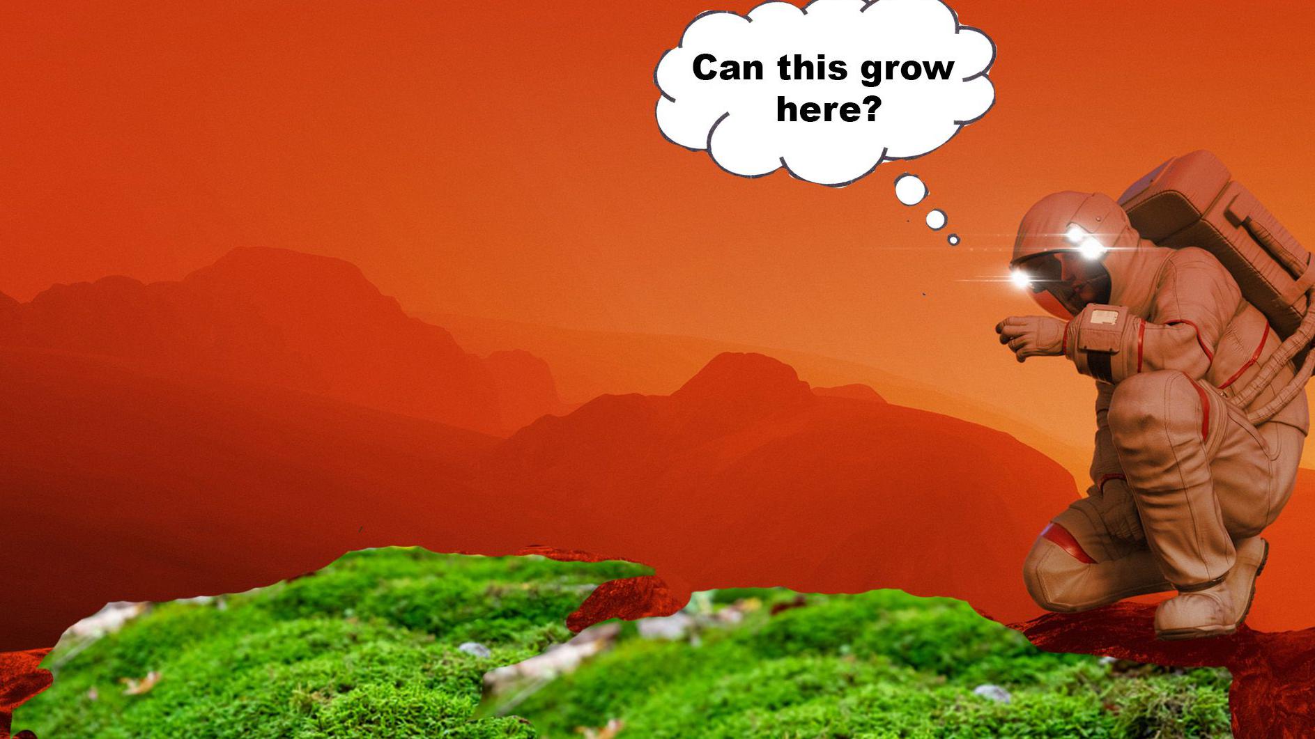 Scientists discover that a type of moss can grow on Mars - BBC Newsround